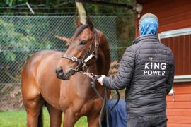 Lot  49 TAM249Tattersalls