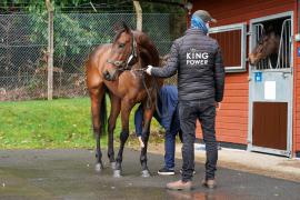 Lot  49 TAM252Tattersalls