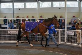 Lot  64 TAM1092Tattersalls