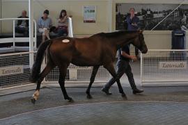 Clondaw Bunny (IRE) 2013 B.G