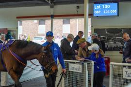 Lot  100 TAM1258Tattersalls