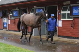 Lot  104 TAM140Tattersalls