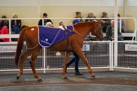 Lot  105 TAM1383Tattersalls