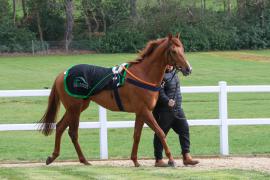 Lot  22 TAM701Tattersalls