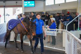 Lot  29 TAM876Tattersalls