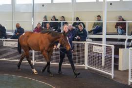 Lot  5 TAM585Tattersalls