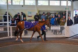 Lot  67 TAM1116Tattersalls