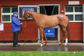 Lot  99 TAM089Tattersalls